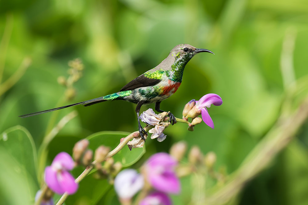 Fågel Gambia